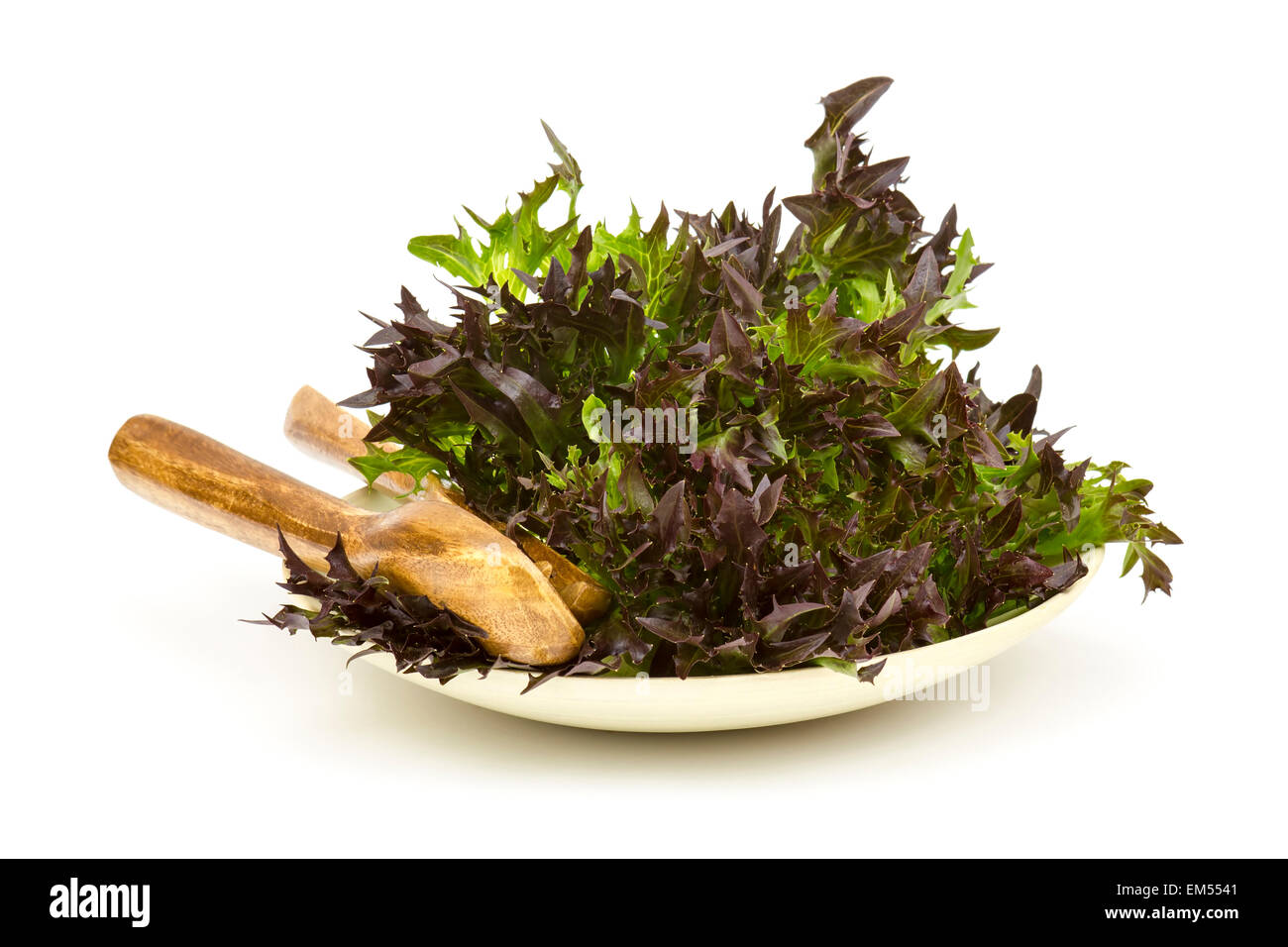 Lollo Rosso Salat Stockfoto