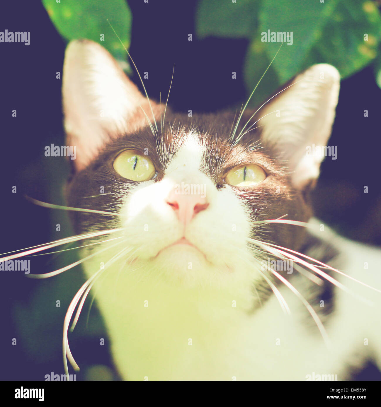 Nahaufnahme von niedlichen Katze im Garten mit Retro-Filter-Effekt Stockfoto