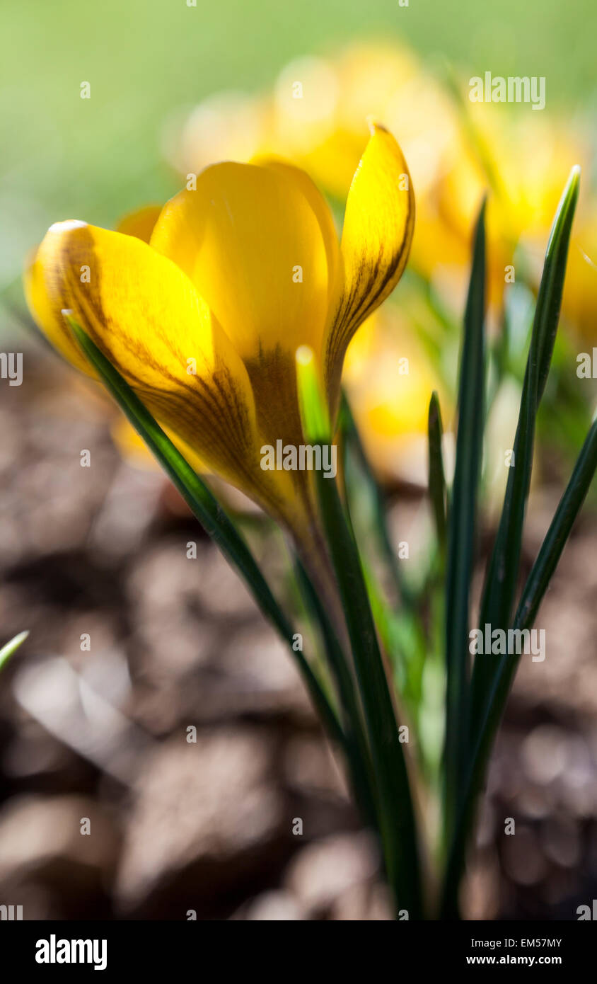 Crocus Chrysanthus 'Fuscotinctus' Stockfoto