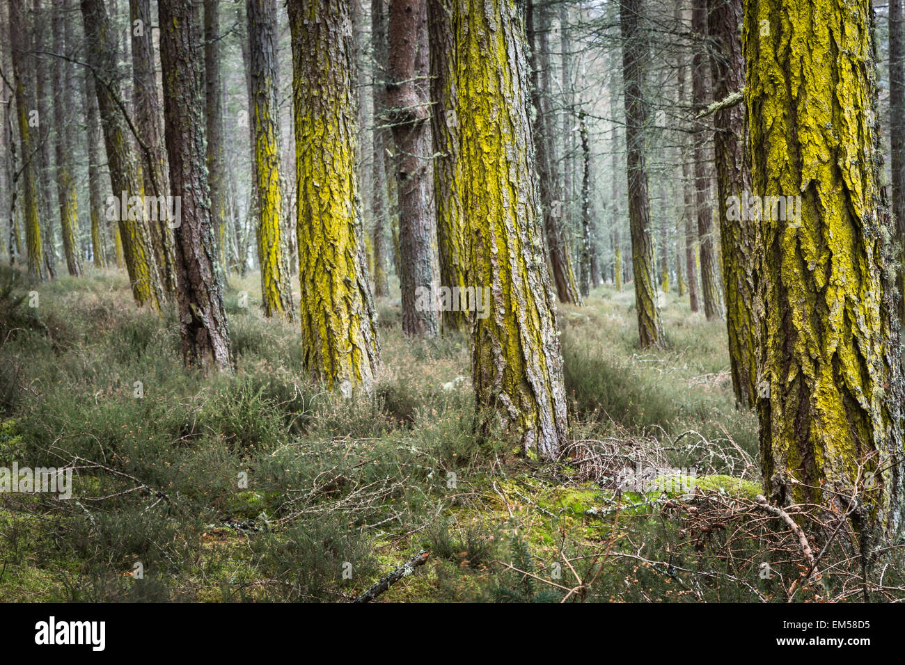 Flechten Sie auf Kiefer bei Dores Wald von Loch Ness in Schottland. Stockfoto