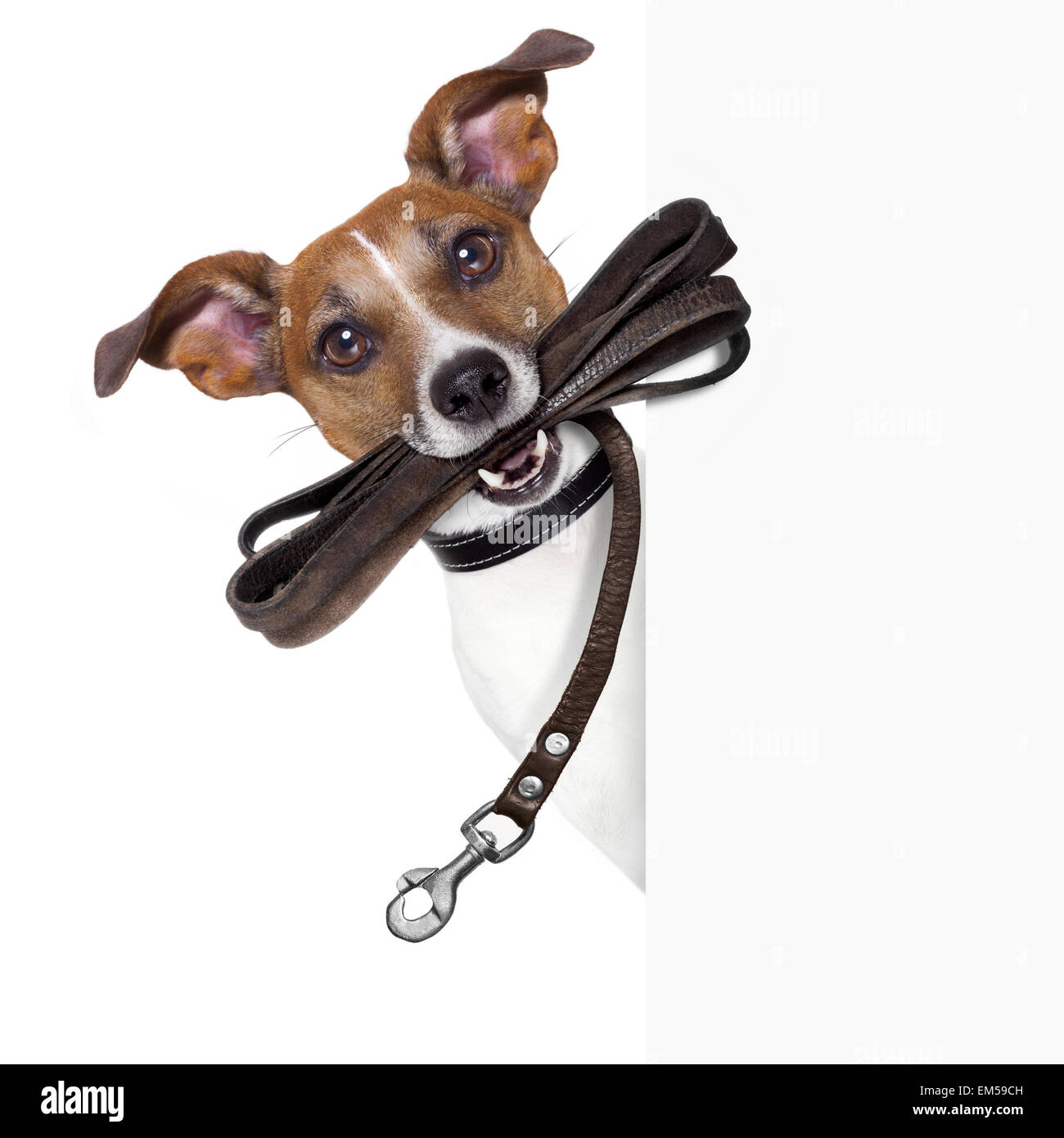 Hund mit Leine aus Leder Stockfoto