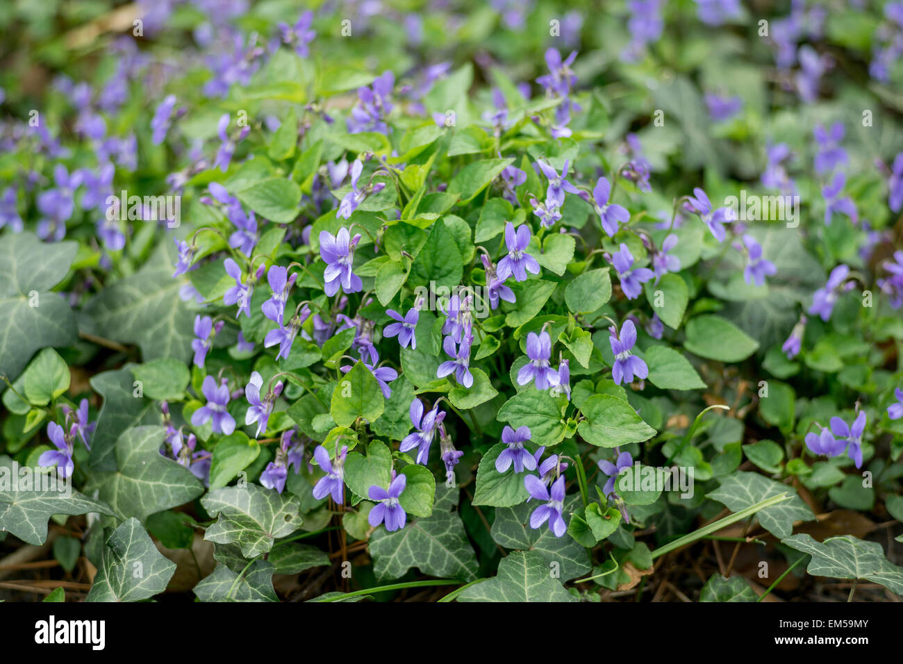 Gemeinsamen Hund Violet Veilchen in Cluster gesehen von der Bodengleiche Viola canina Stockfoto