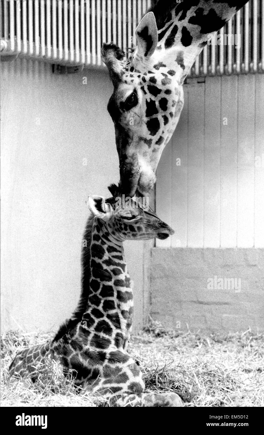 Gnade der Giraffe mit ihrem Neugeborenen Baby namens Don Dudley Zoo Giraffe House. 18. Mai 1971. Stockfoto