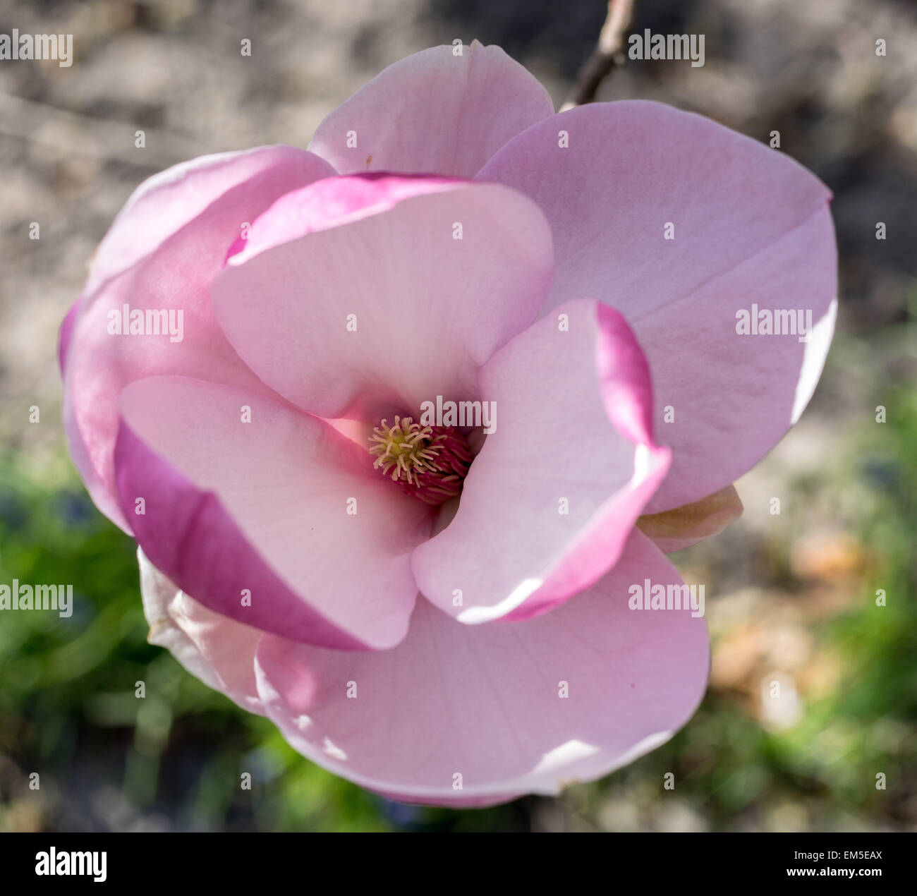 Magnolia Soulangiana Lennei rosa Blume Nahaufnahme Stockfoto