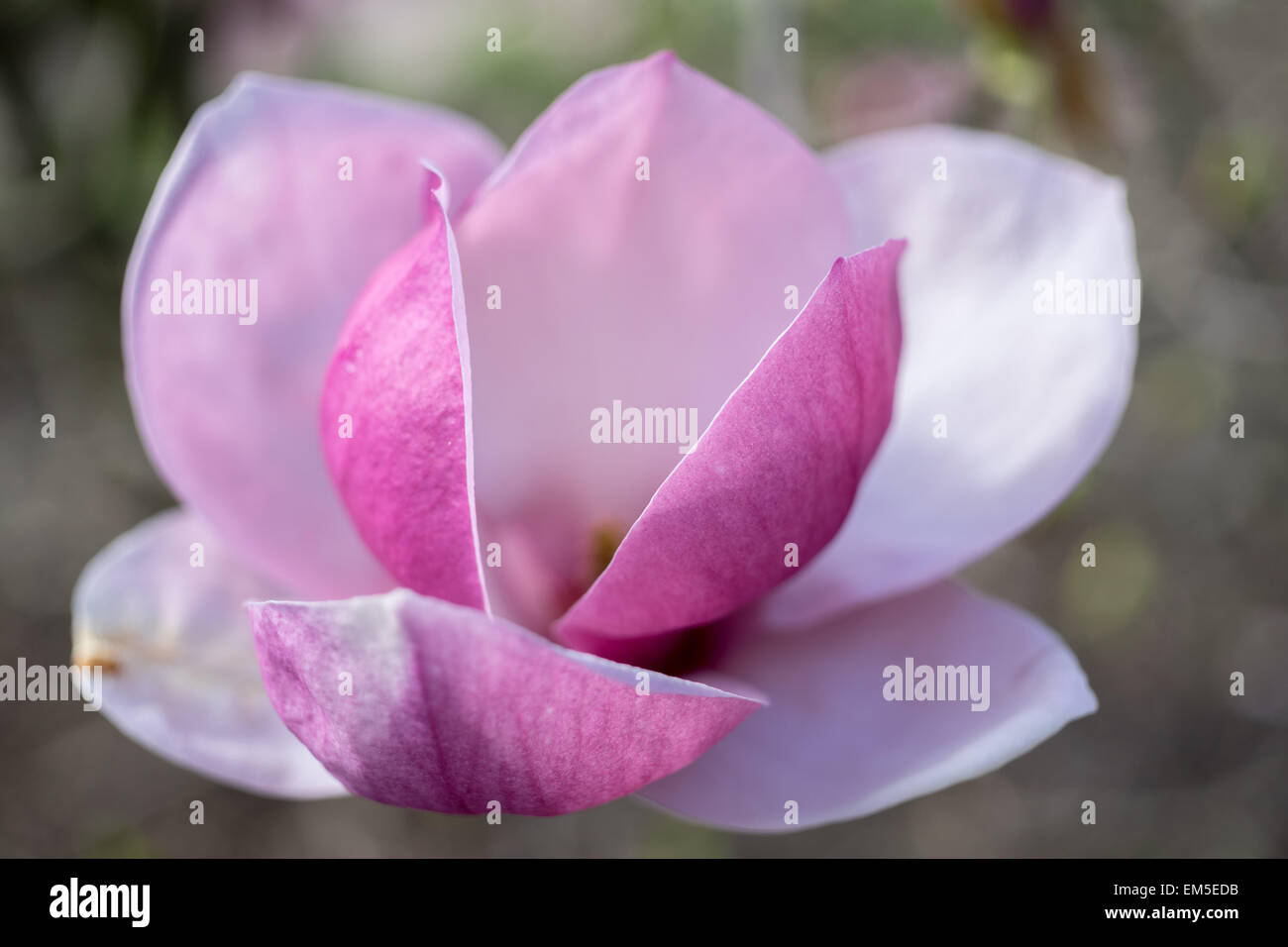 Magnolia Soulangiana Lennei rosa Blume Nahaufnahme Stockfoto
