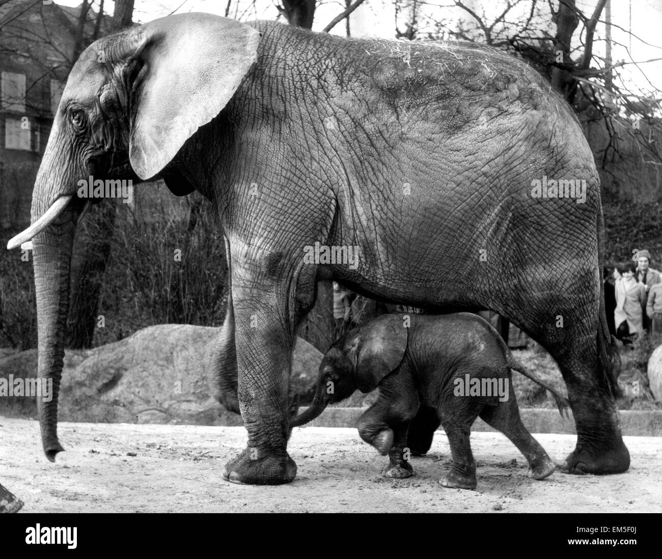 Iduna den afrikanischen Elefanten mit ihrem Neugeborenen Baby Girl Ota kurz nach ihrer Geburt im Zoo von Basel in der Schweiz. 30. Januar 1966. Stockfoto