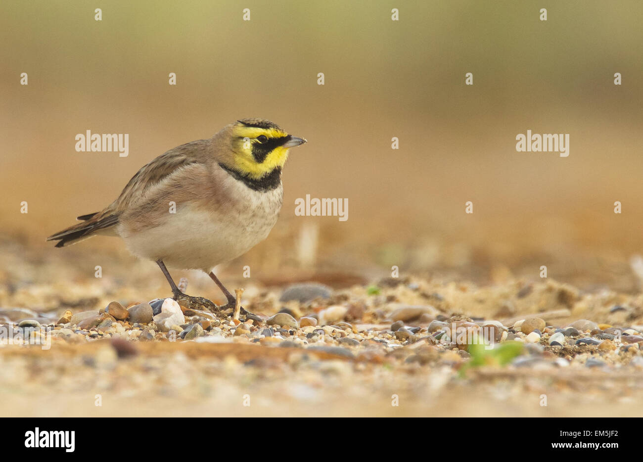 Shorelark am Strand von Norfolk Stockfoto