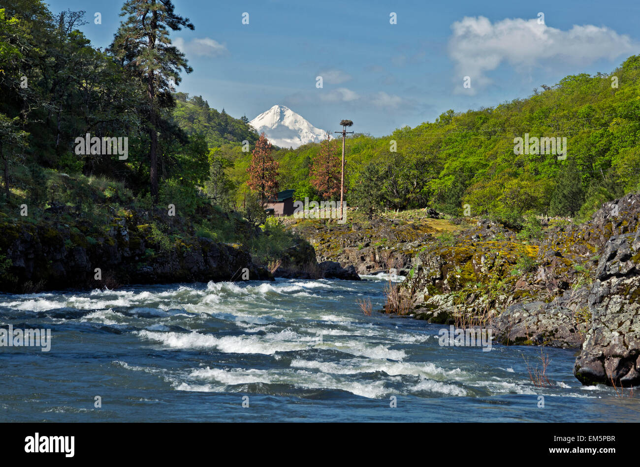 WA10313-00... WASHINGTON - Mount Hood über den Klickitat River aus dem Klickitat River Trail über die Fischaufzucht. Stockfoto