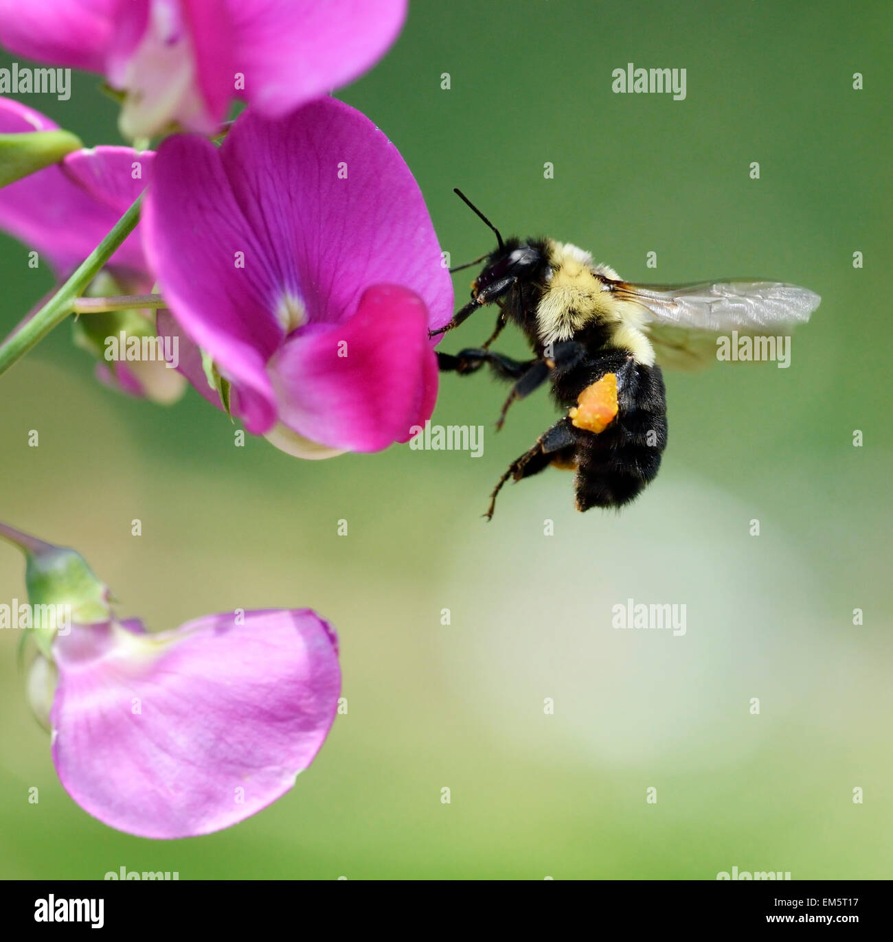 Bumble-Bee Stockfoto
