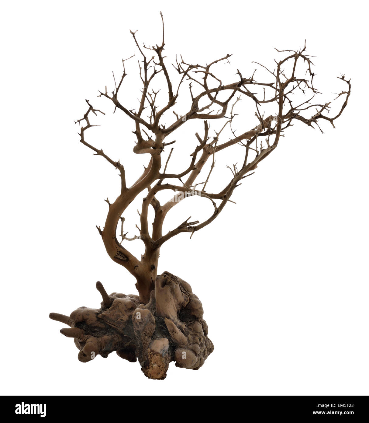 Getrocknete Baum mit Wurzeln Stockfoto