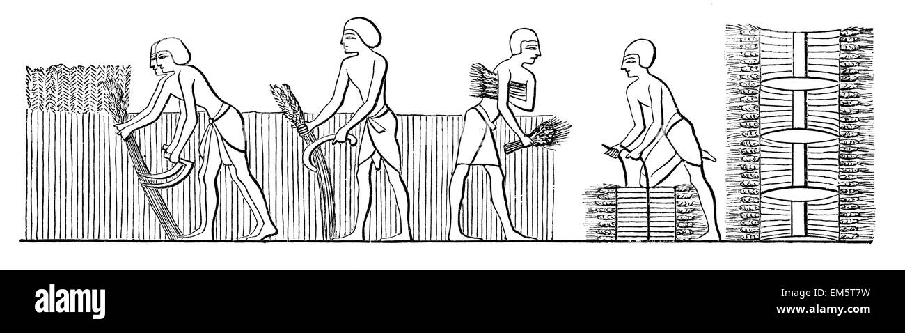 Schneiden und binden das Korn des alten Ägypten Stockfoto