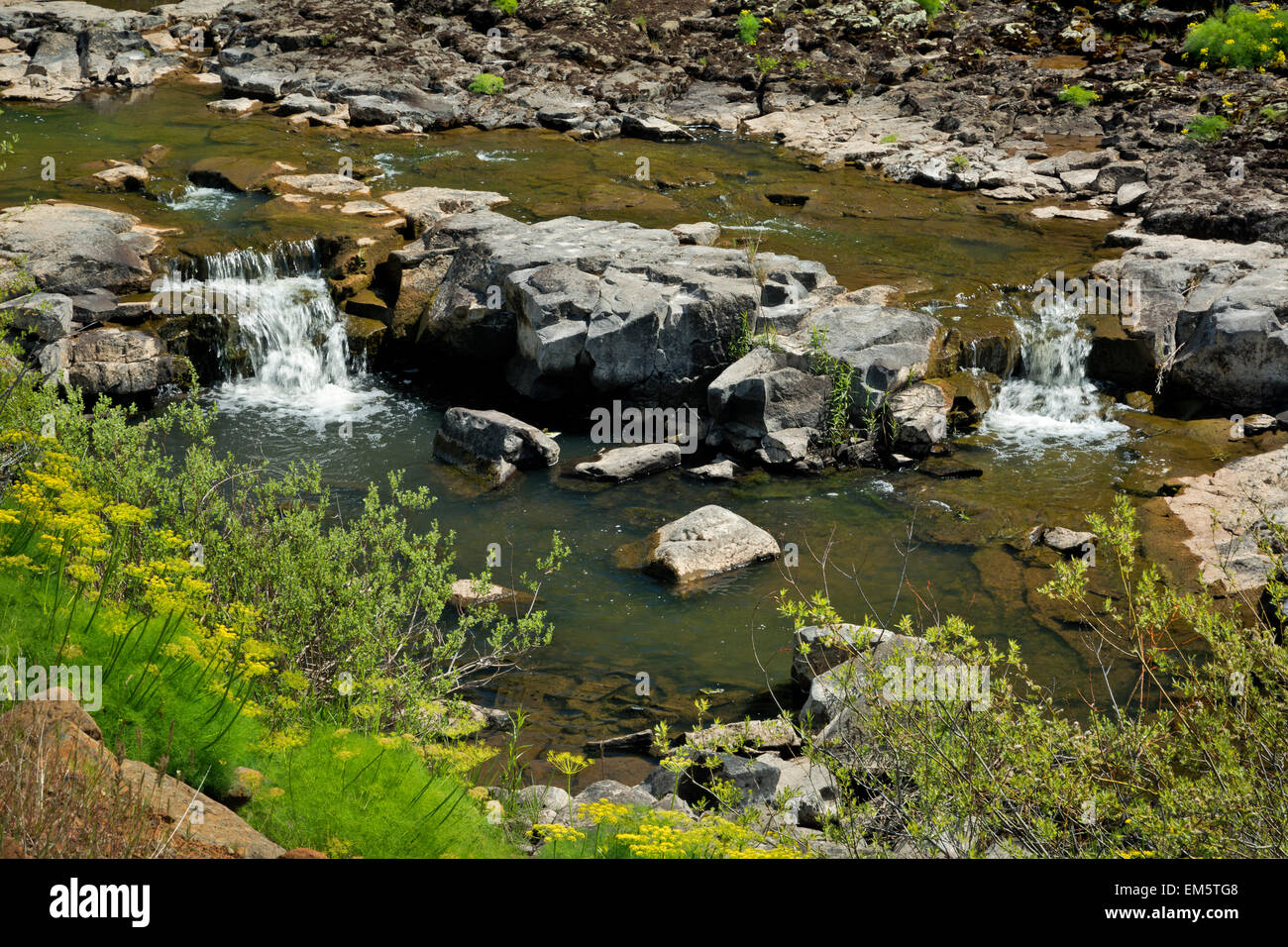 WA10331-00... WASHINGTON - kleine Kaskade am Swale Creek aus der Klickitat Trail. Stockfoto