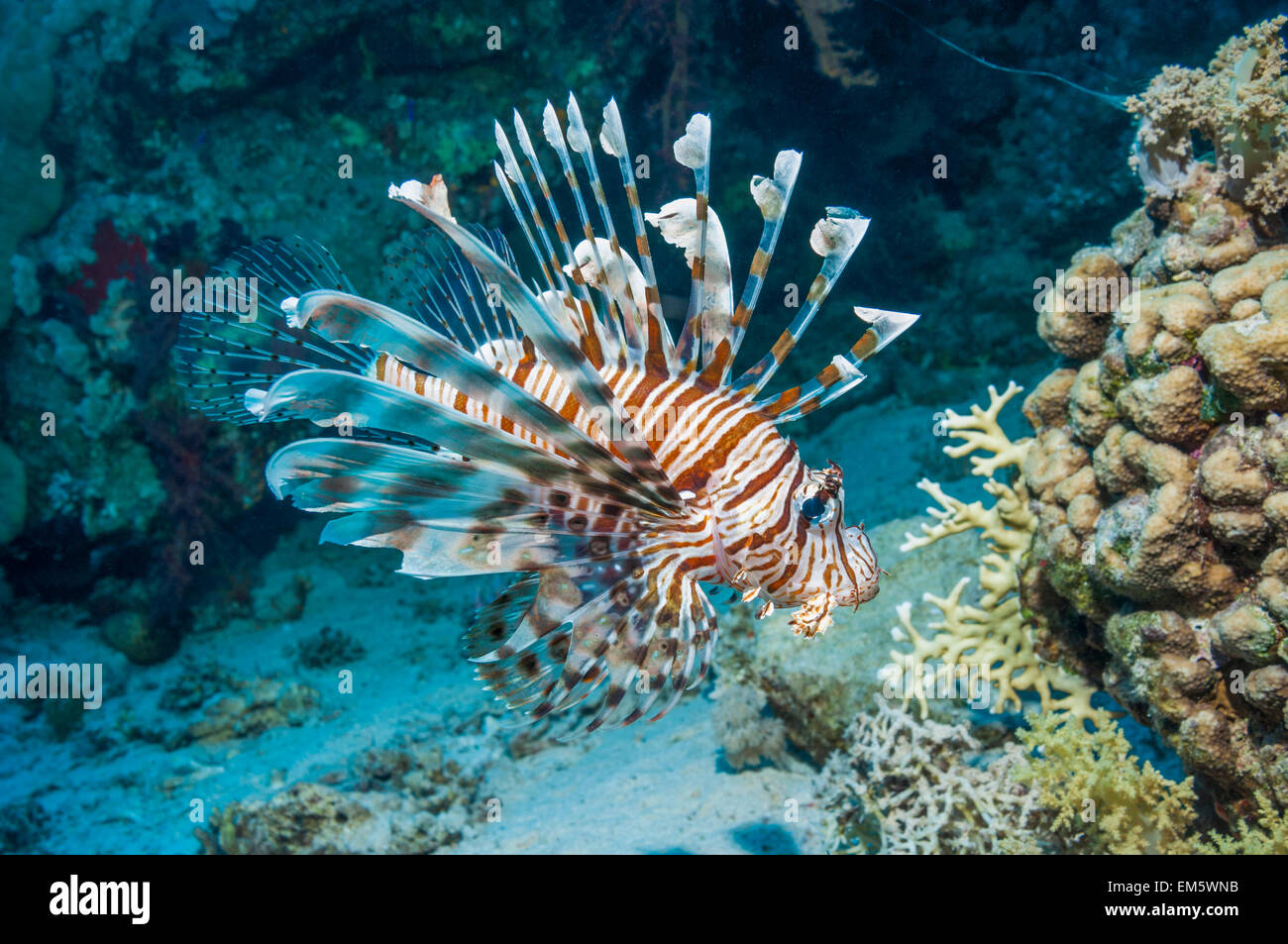 Gemeinsamen Rotfeuerfisch oder Teufel Feuerfisch (Pterois Meilen).  Oft verwechselt mit roten Rotfeuerfisch (Pterois Volitans).  Rotes Meer endemisch. Stockfoto