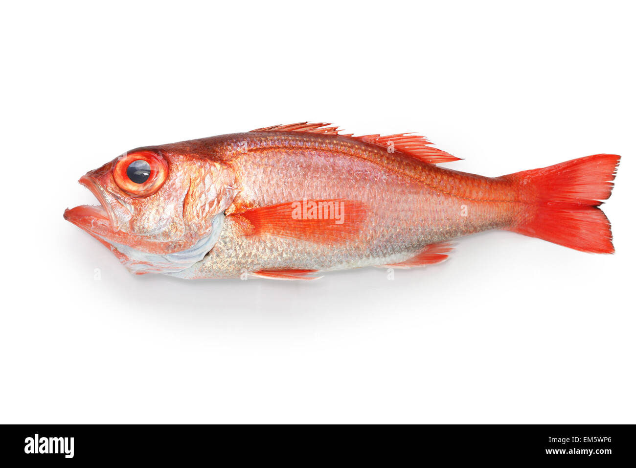 Blackthroat Seaperch, rosige Seebarsch, Nodoguro, Akamutsu, japanische erstklassigen Fisch Stockfoto