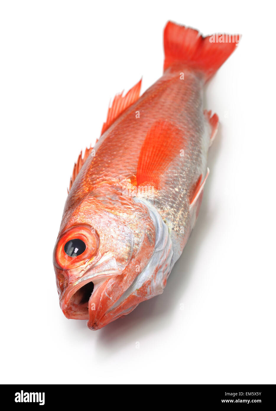 Blackthroat Seaperch, rosige Seebarsch, Nodoguro, Akamutsu, japanische erstklassigen Fisch Stockfoto