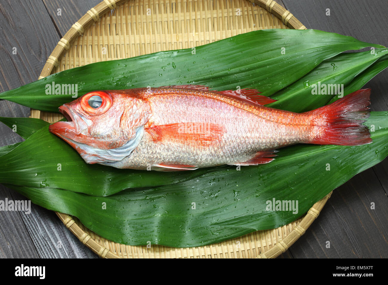 Blackthroat Seaperch, rosige Seebarsch, Nodoguro, Akamutsu, japanische erstklassigen Fisch Stockfoto