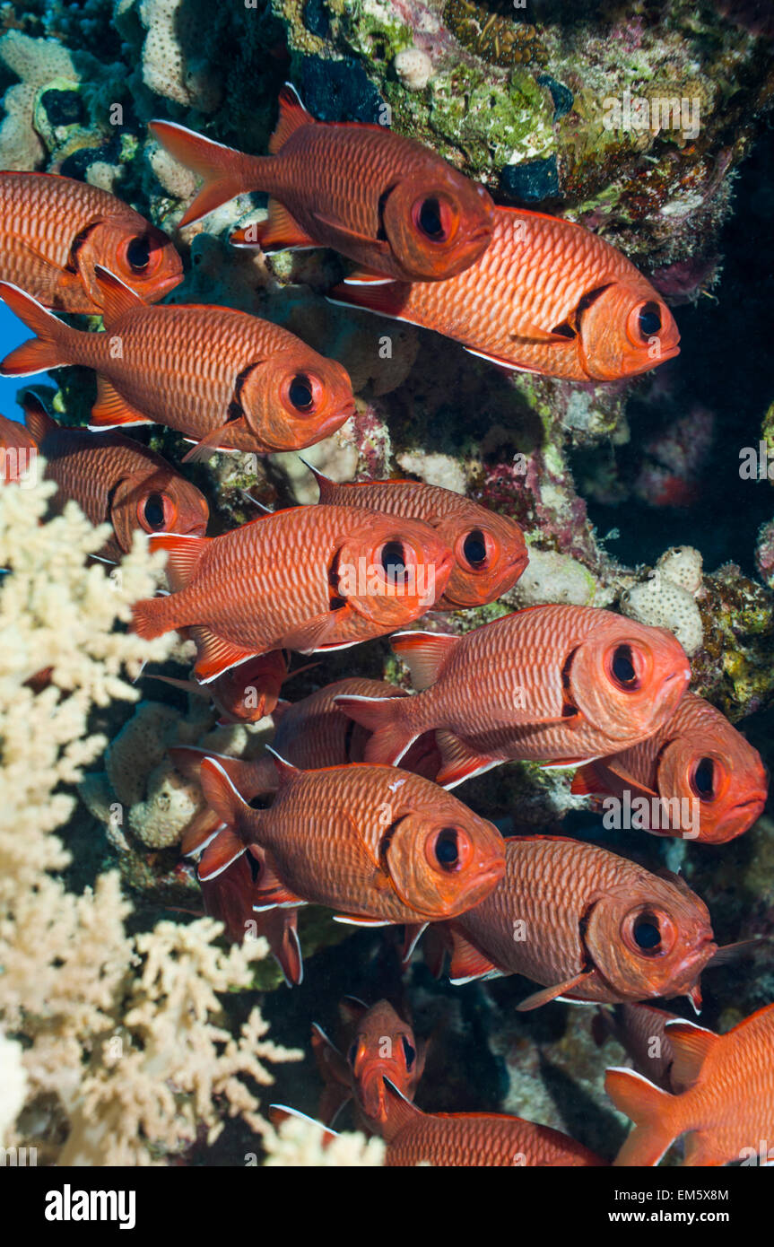 Roten Soldatenfische (Myripristis Murdjan).  Ägypten, Rotes Meer. Stockfoto