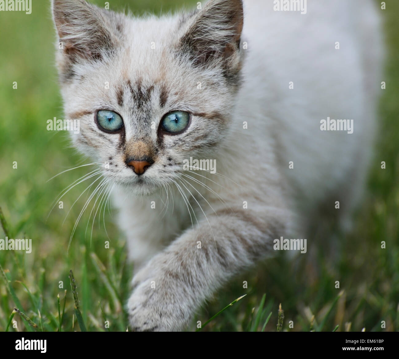 Junge Katze, die zu Fuß auf dem Rasen Stockfoto