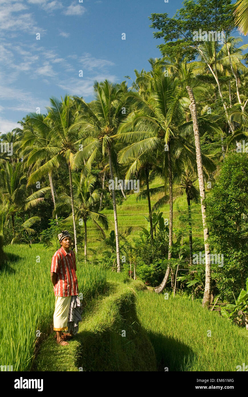 Indonesien, Arbeiter im Vordergrund; Bali, Reisfelder Stockfoto