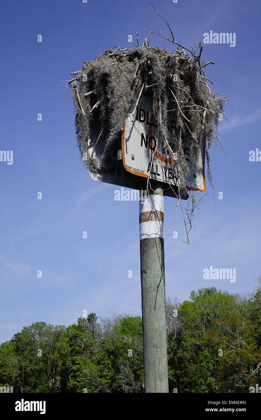 Fischadlernest gebaut auf einem Schild 'kein Wake' im Homosassa River Stockfoto