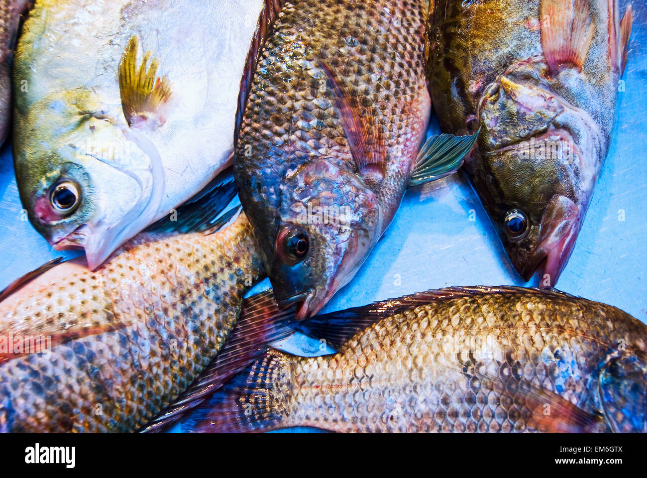 Hongkong, Central (Soho) Zackenbarsch zum Verkauf an Graham Street nassen Markt. Stockfoto