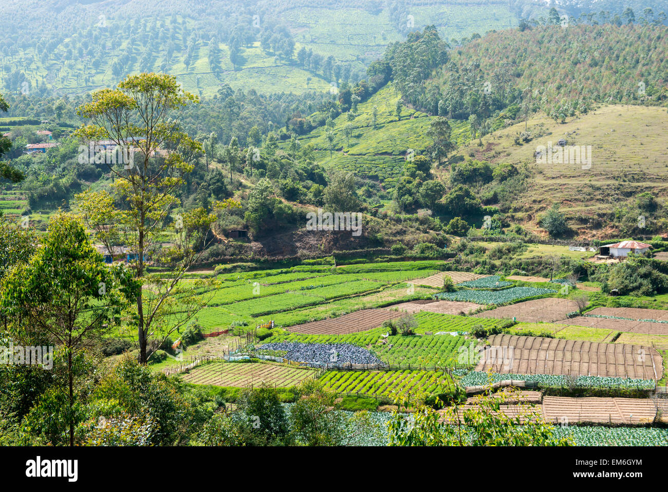 Tee-Plantagen in Munnar, Kerala Indien Stockfoto