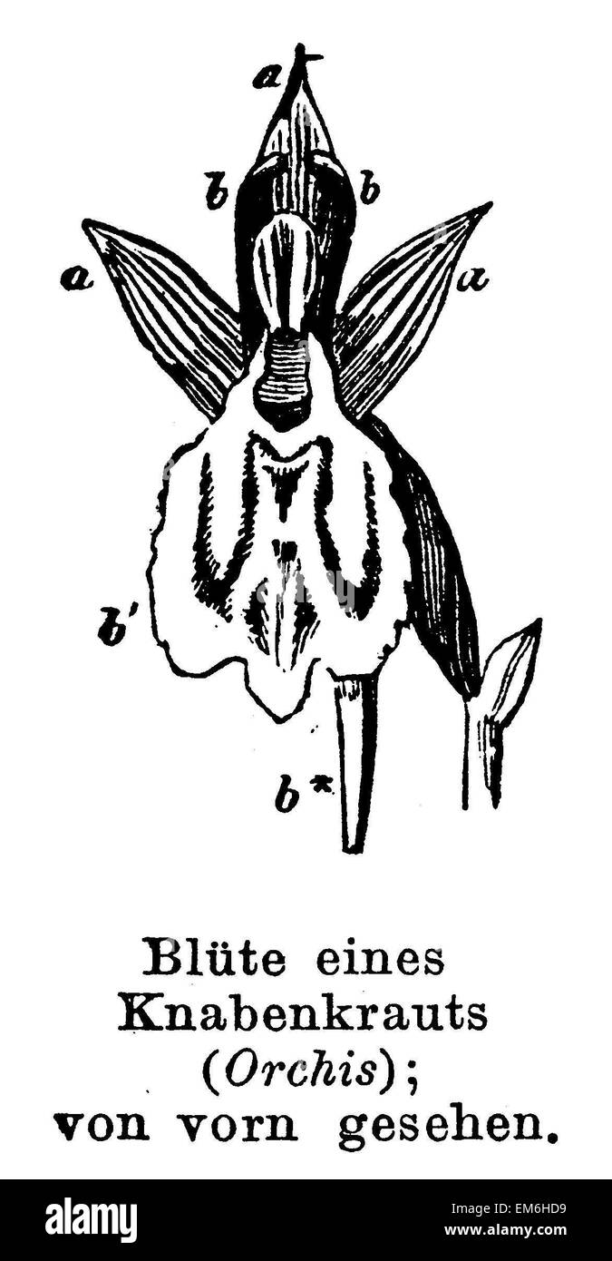 Knabenkraut: Blume Stockfoto