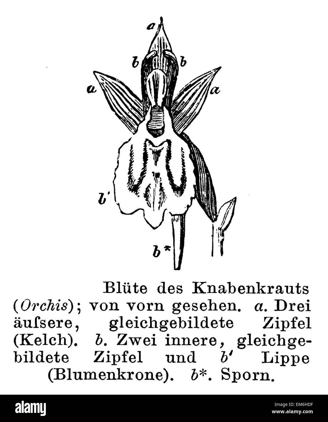 Knabenkraut: Blume Stockfoto