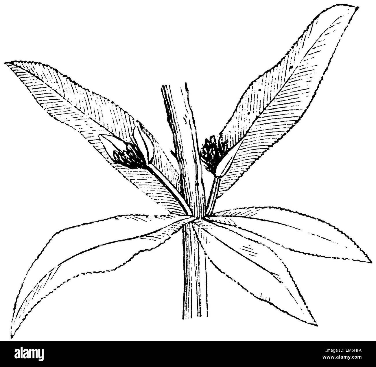 Blätter der Krapp Pflanze, gemeinsame Krapp oder Färberin Krapp Stockfoto