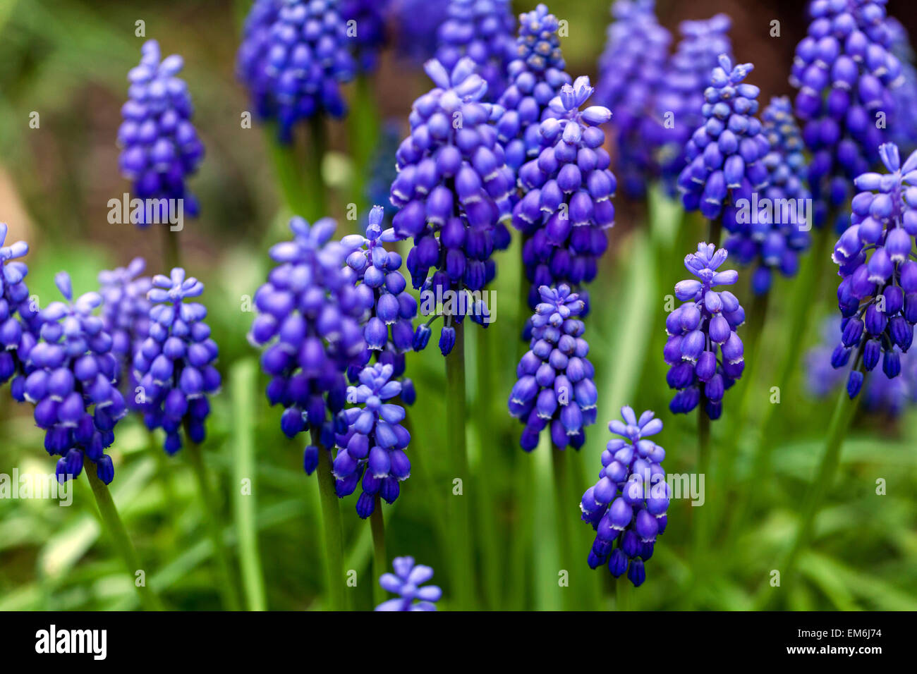 Blauer Muscari armeniacum Traube Hyazinth Garten Frühlingsblumen Stockfoto