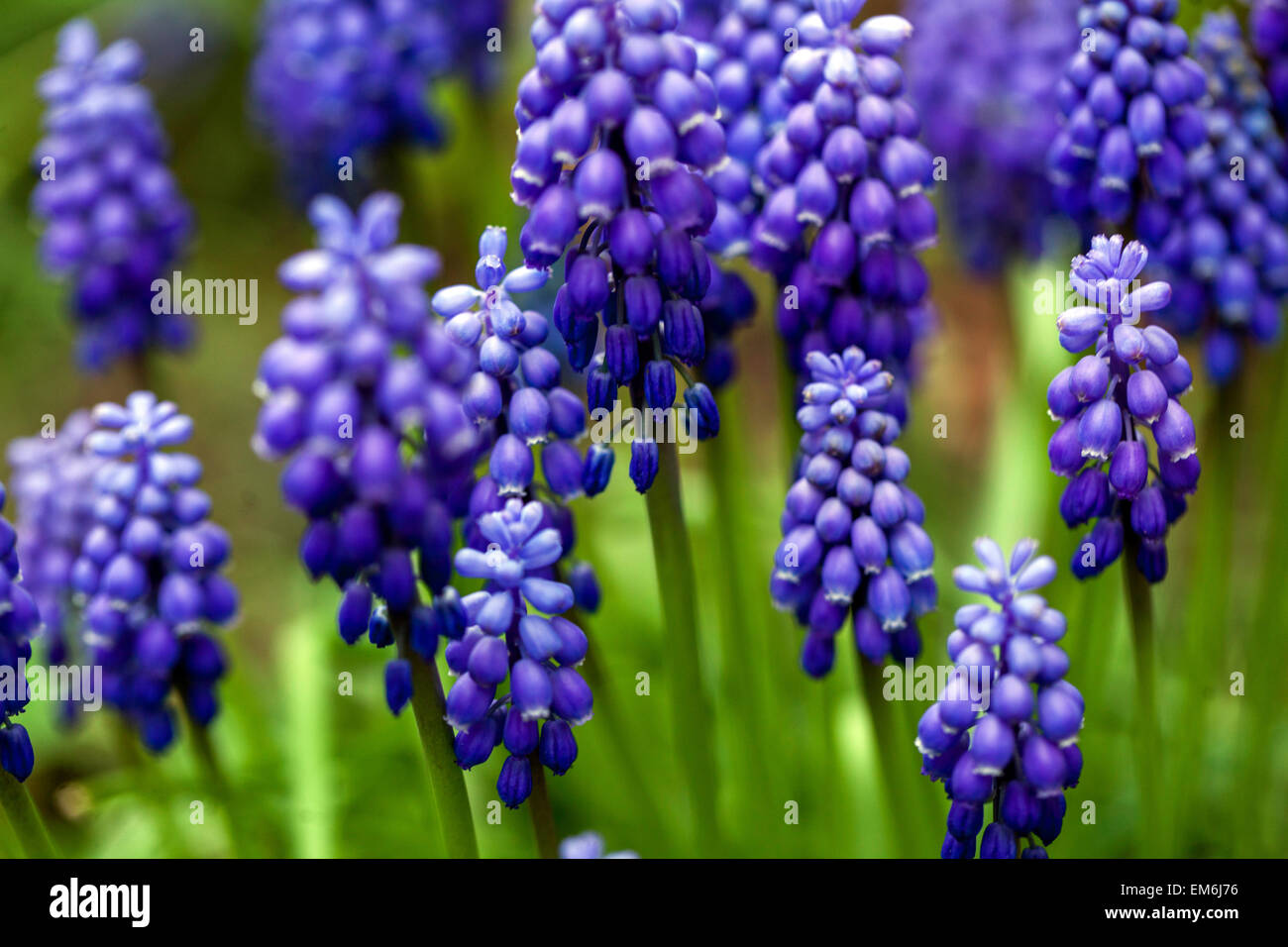 Muscari armeniacum Traube Hyazinthe blau aprilblüten Stockfoto