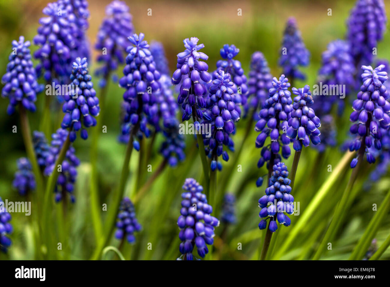 Blaue Traube Hyazinthe blaue Muscari armeniacum schöne Blüten im Frühling Stockfoto