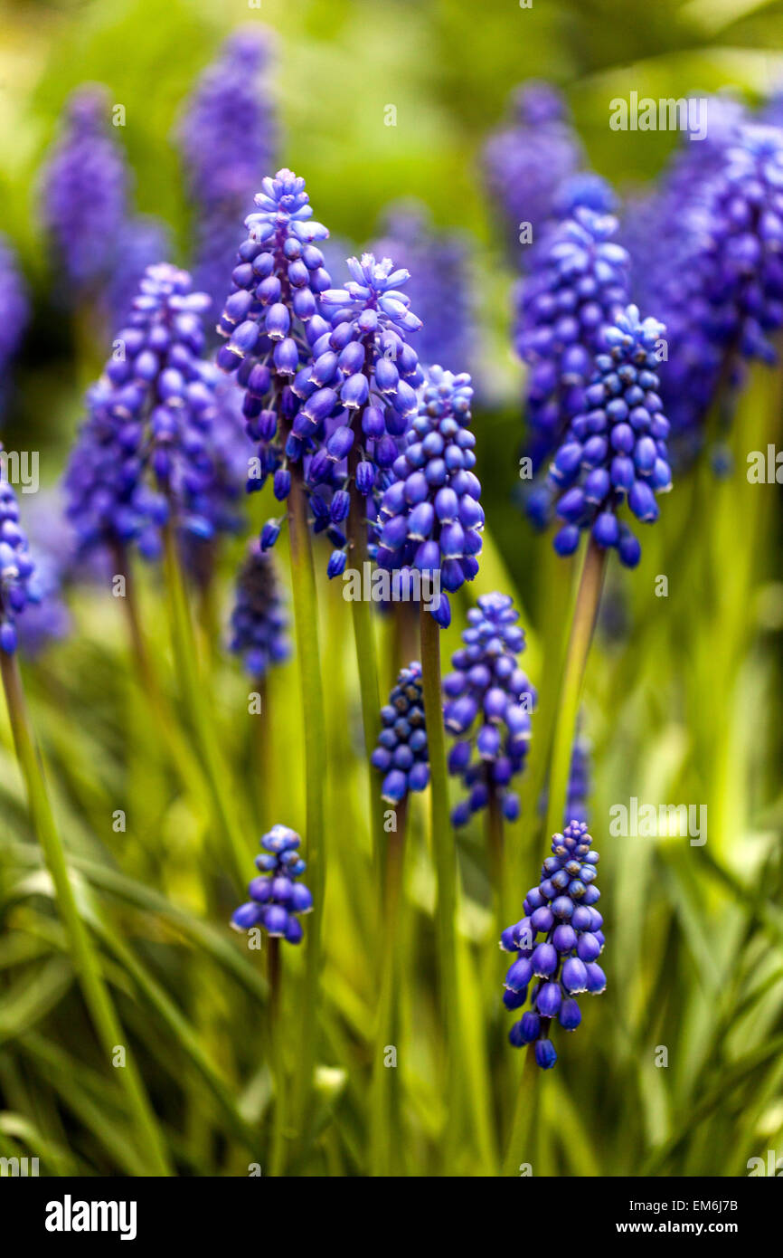Muscari armeniacum Traubenhyazinthen blau blühende Pflanze Stockfoto