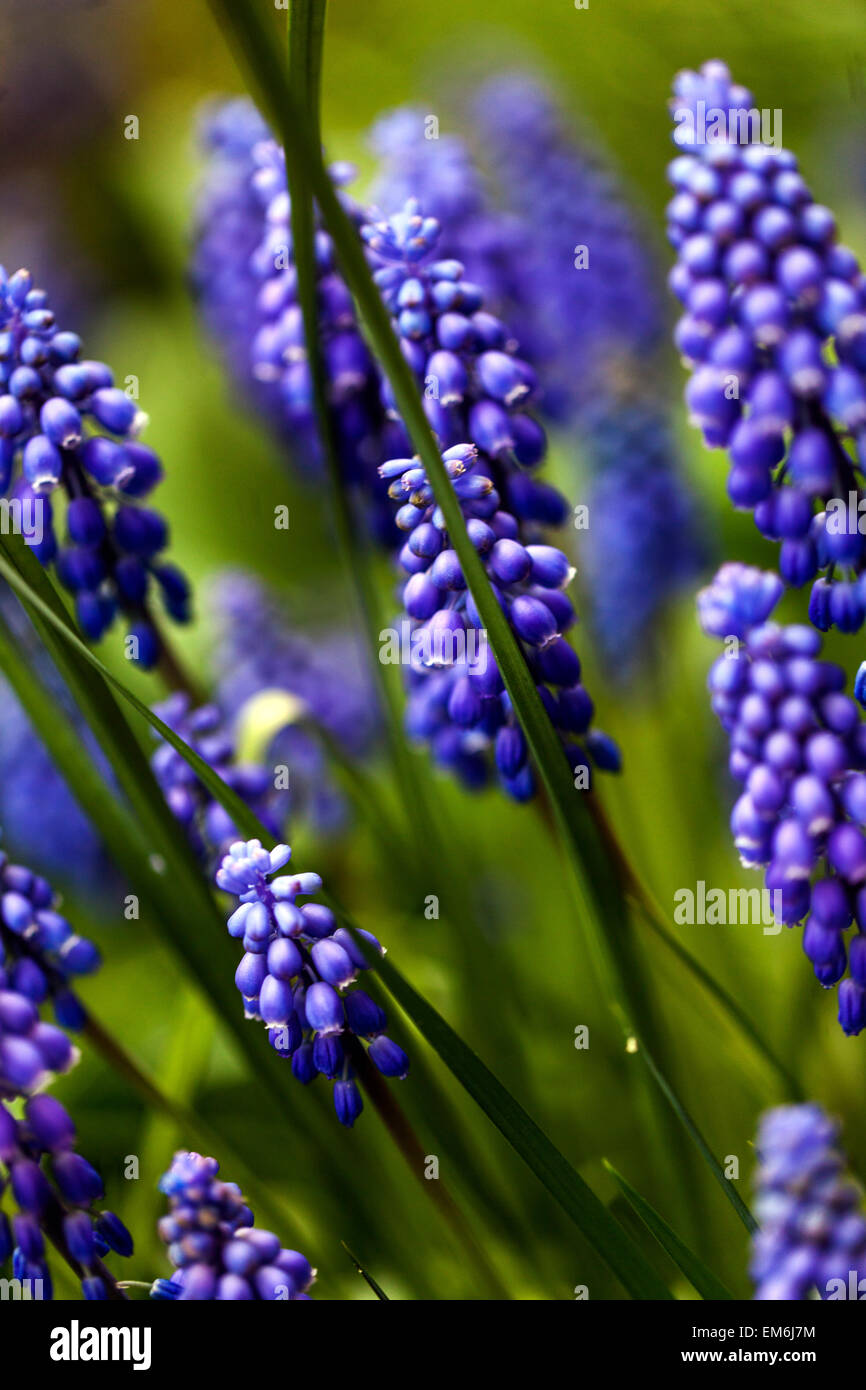 Blauer Muscari armeniacum Traube Hyazinthe Klumpen im Garten Stockfoto