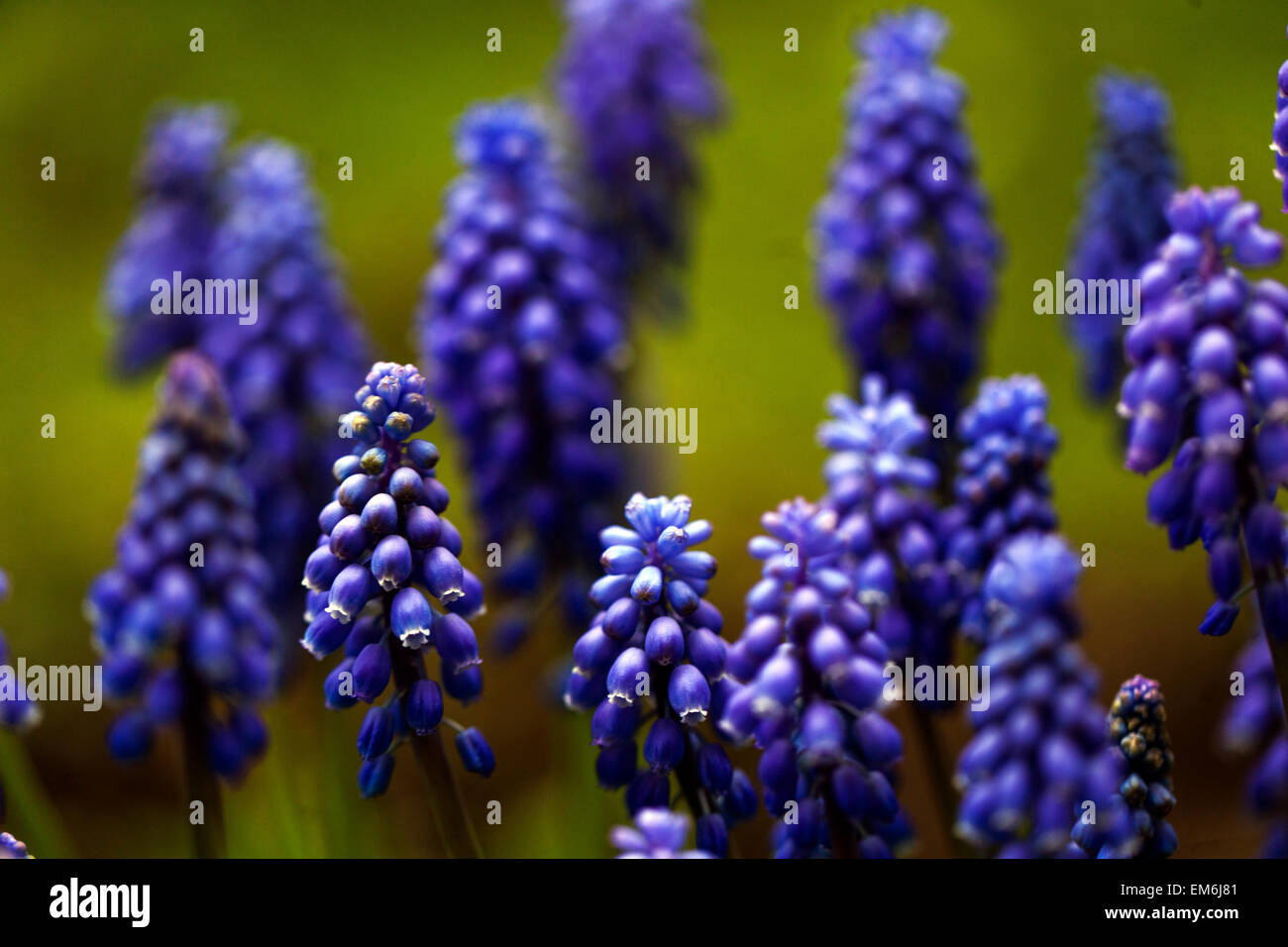 Muscari armeniacum Traubenhyazinthen Frühling Blumen Stockfoto