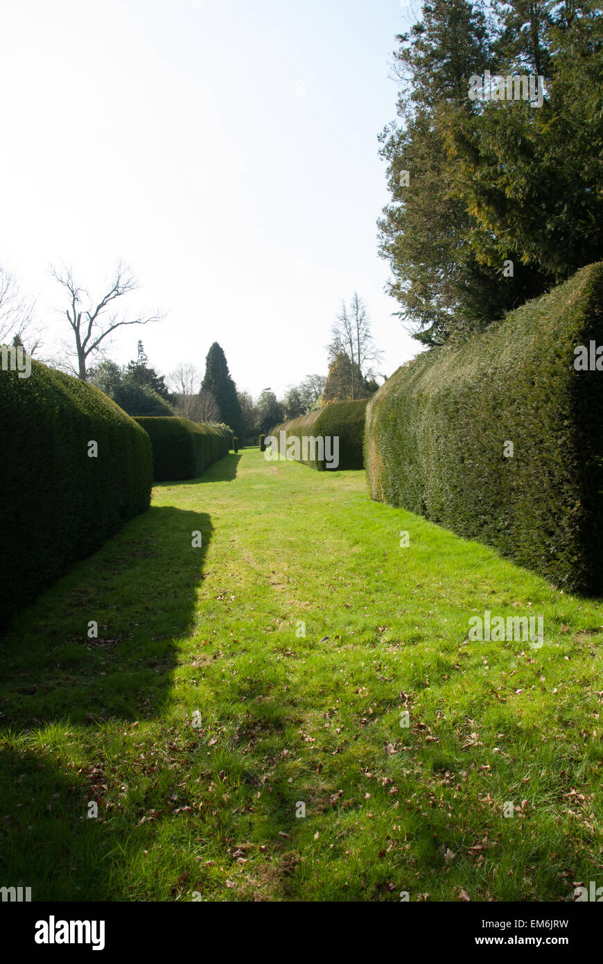 abgeschnittene Eiben (Taxus Baccata) auf dem Gelände des Sobel House, Langley Park Stockfoto