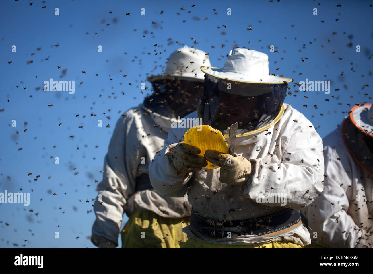 Imker arbeiten in einem Schwarm von Bienen Summen ein fliegen im Naturpark Los Alcornocales, Provinz Cadiz, Andalusien, Spanien Stockfoto