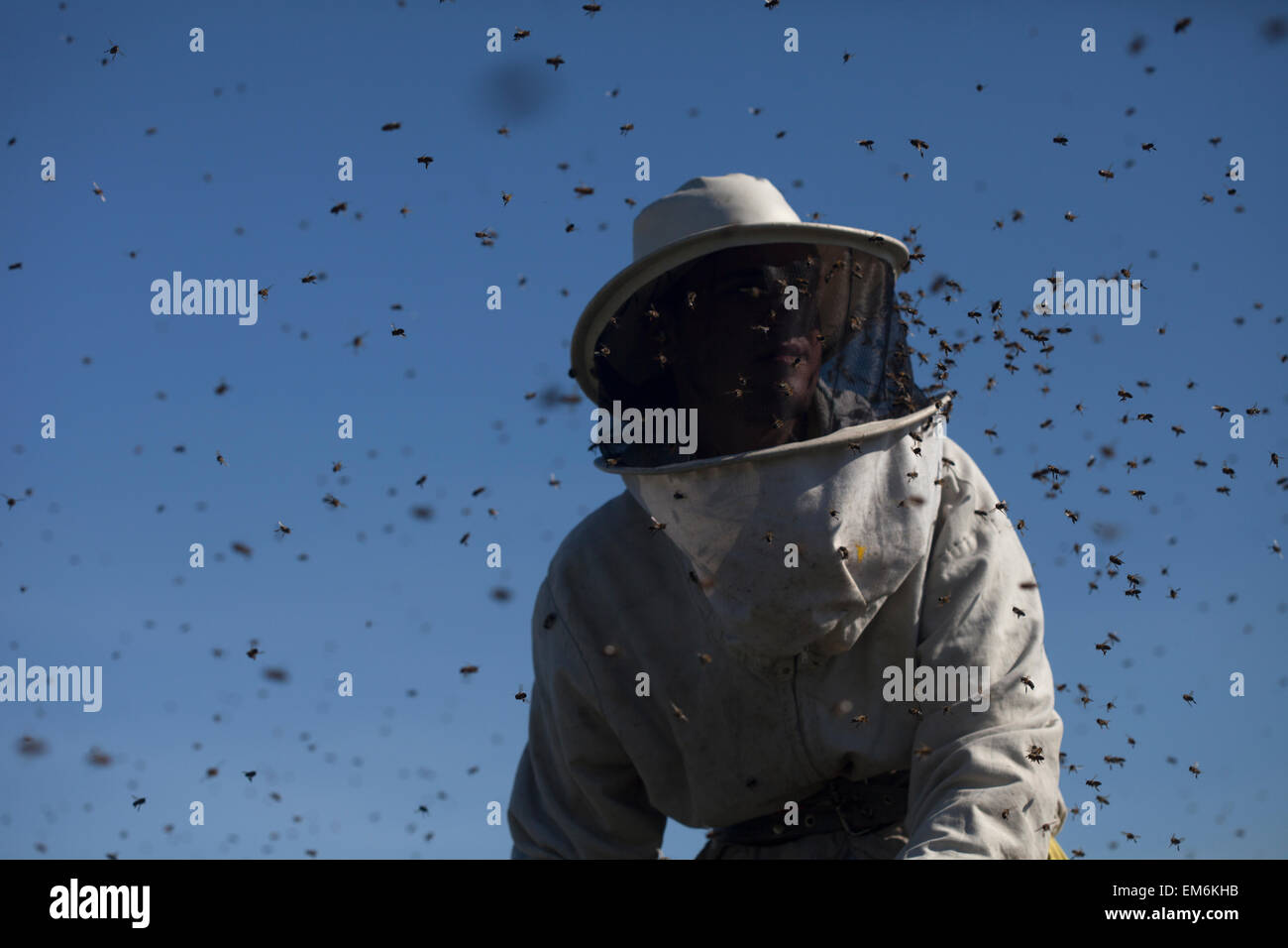 Ein Imker geht in einem Schwarm von Bienen Summen ein fliegen im Naturpark Los Alcornocales, Provinz Cadiz, Andalusien, Spanien Stockfoto