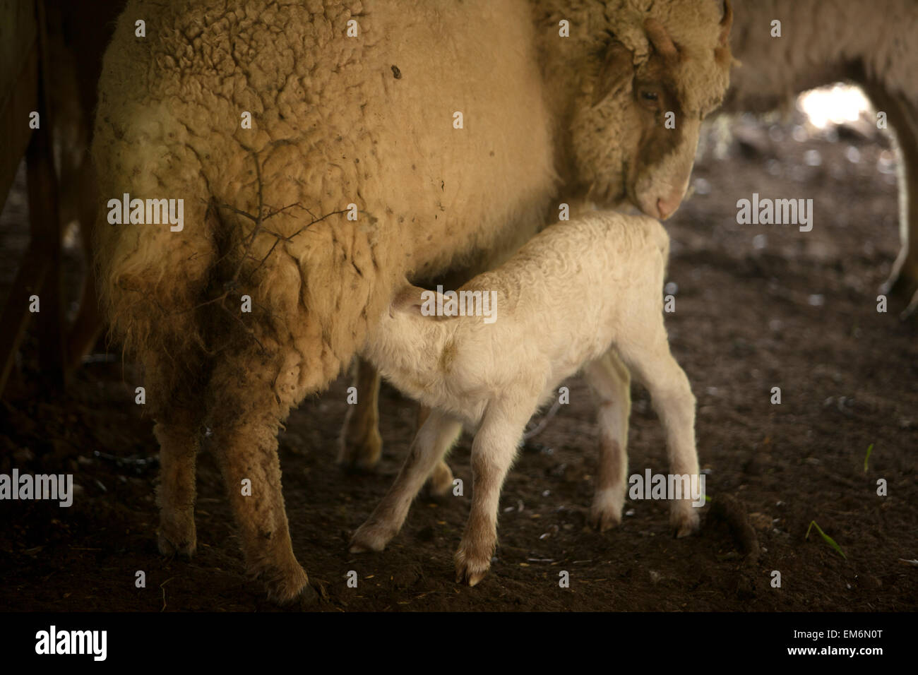 Ein Lamm saugt Milch von seiner Mutter in einem grünen Feld in Villaluenga del Rosario, in den Nationalpark Sierra de Grazalema, Provinz Cadiz, Andalusien, Spanien Stockfoto