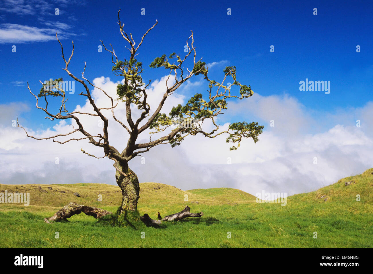 USA, Hawaii, grüne Hügellandschaft mit bewölktem Himmel und Koa Baum; Big Island Stockfoto