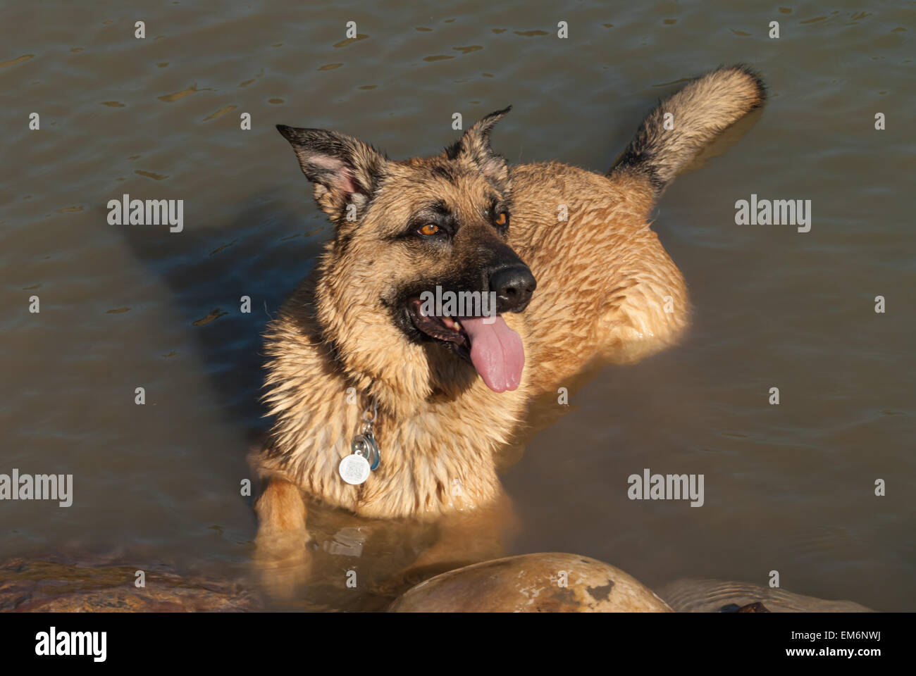 Hund, ruhen Sie sich in dem North Saskatchewan River nach Baden Stockfoto