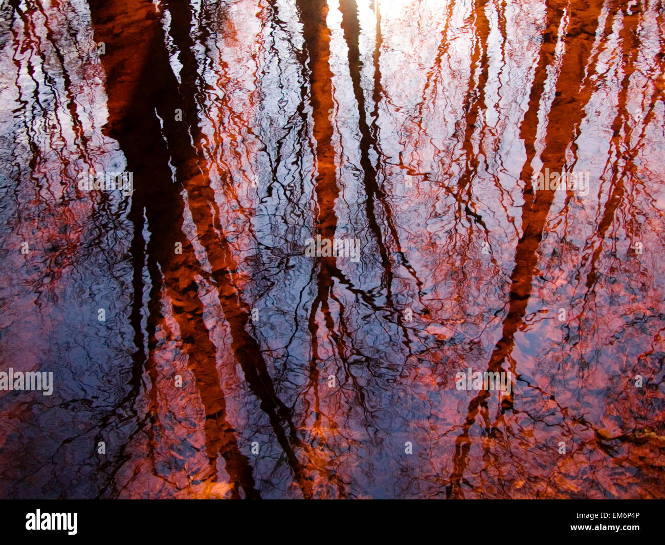 Wie oben So unten, Massachusetts, Seekonk, Caratunk Wildlife Refuge, Baum-Reflexionen auf dem Wasser. Stockfoto