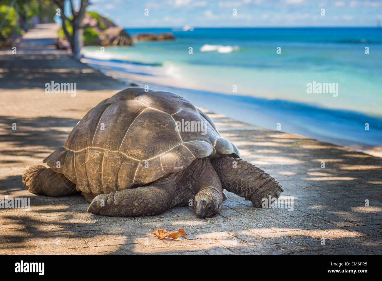 Seychellen-Riesenschildkröte Stockfoto