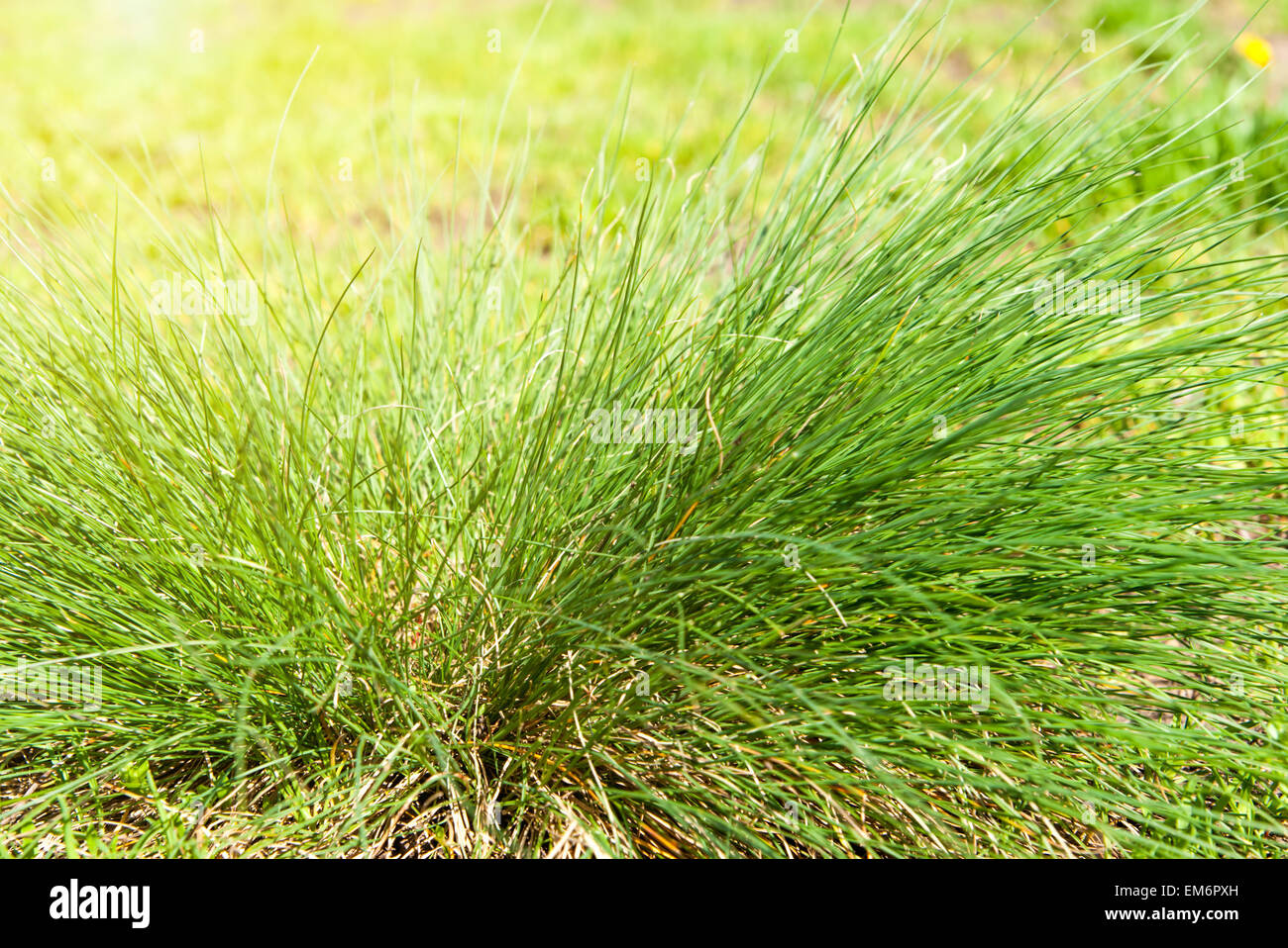 Frische Gräser abstrakten Hintergrund, Hellfeld mit Sonnenlicht, wunderschöne Natur im Frühling, Weichzeichner,-Ökologie und Energie-Konzept Stockfoto