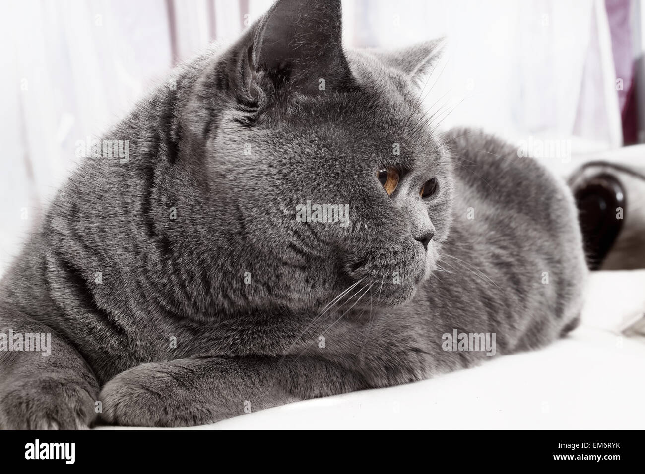 Graue Britisch graue Katze liegend hautnah Stockfoto