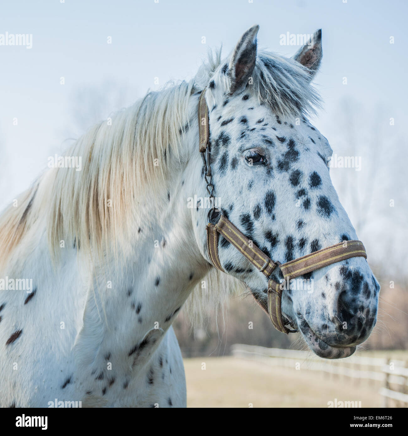 Closeup Portrait ein schönes Pferd Stockfoto