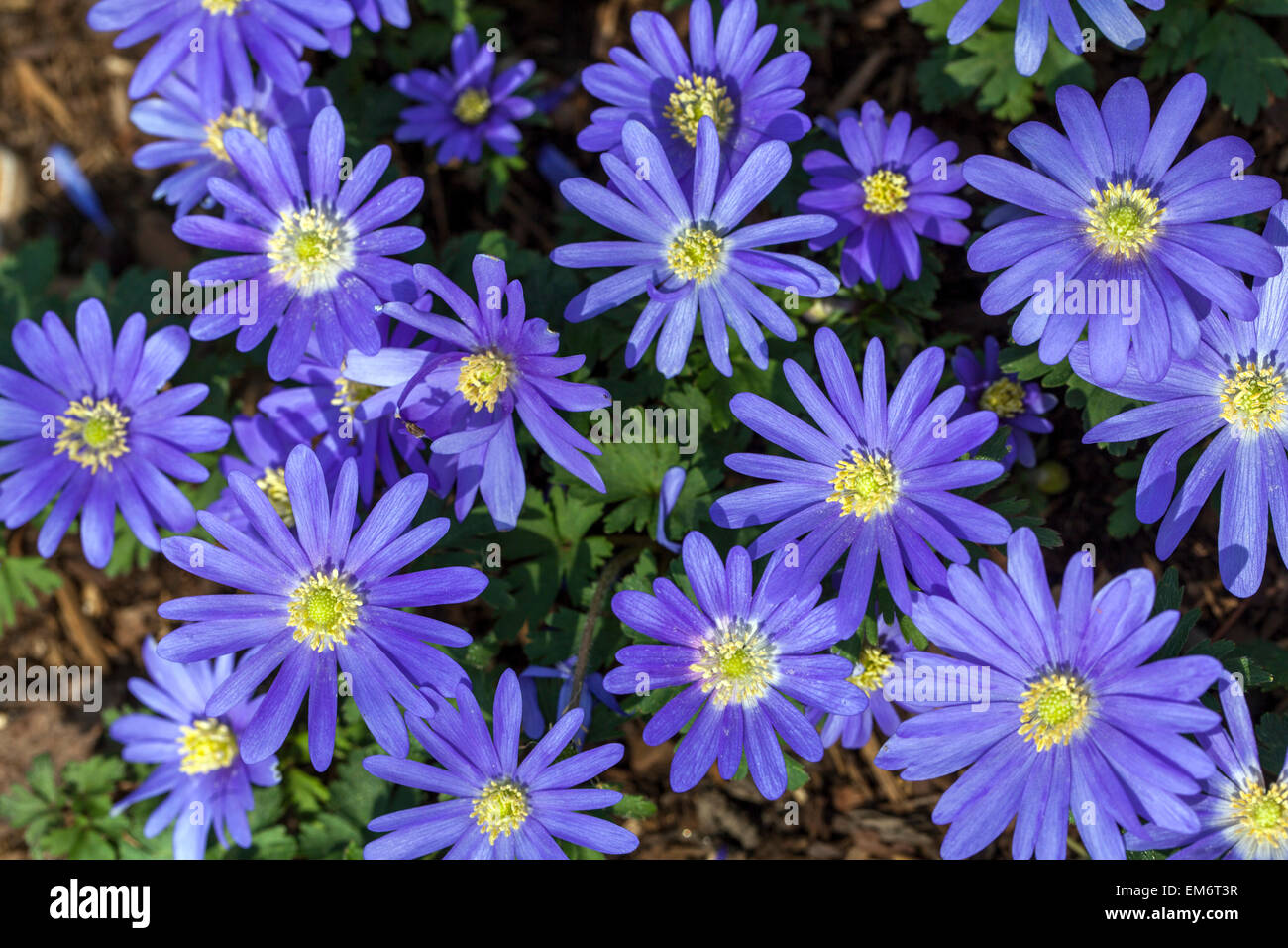 Anemone Blanda Blumen. Winter Windblume Anemone Blanda „Blue Star“ Stockfoto