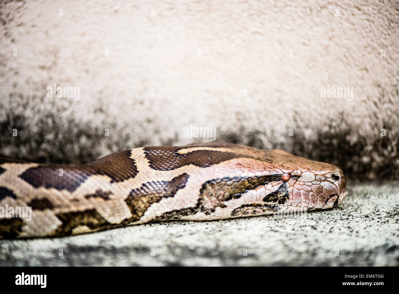 Python Reticulatus, gehört zu den längsten Schlangenarten und erhaltene Reptilien der Welt. Stockfoto