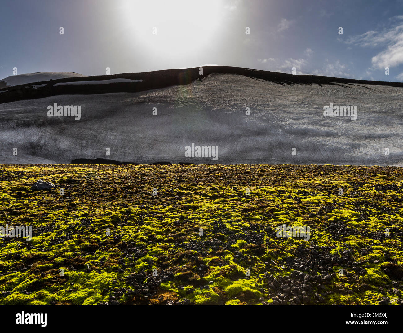 Moos und Schnee, Deception Island, Antarktis Stockfoto