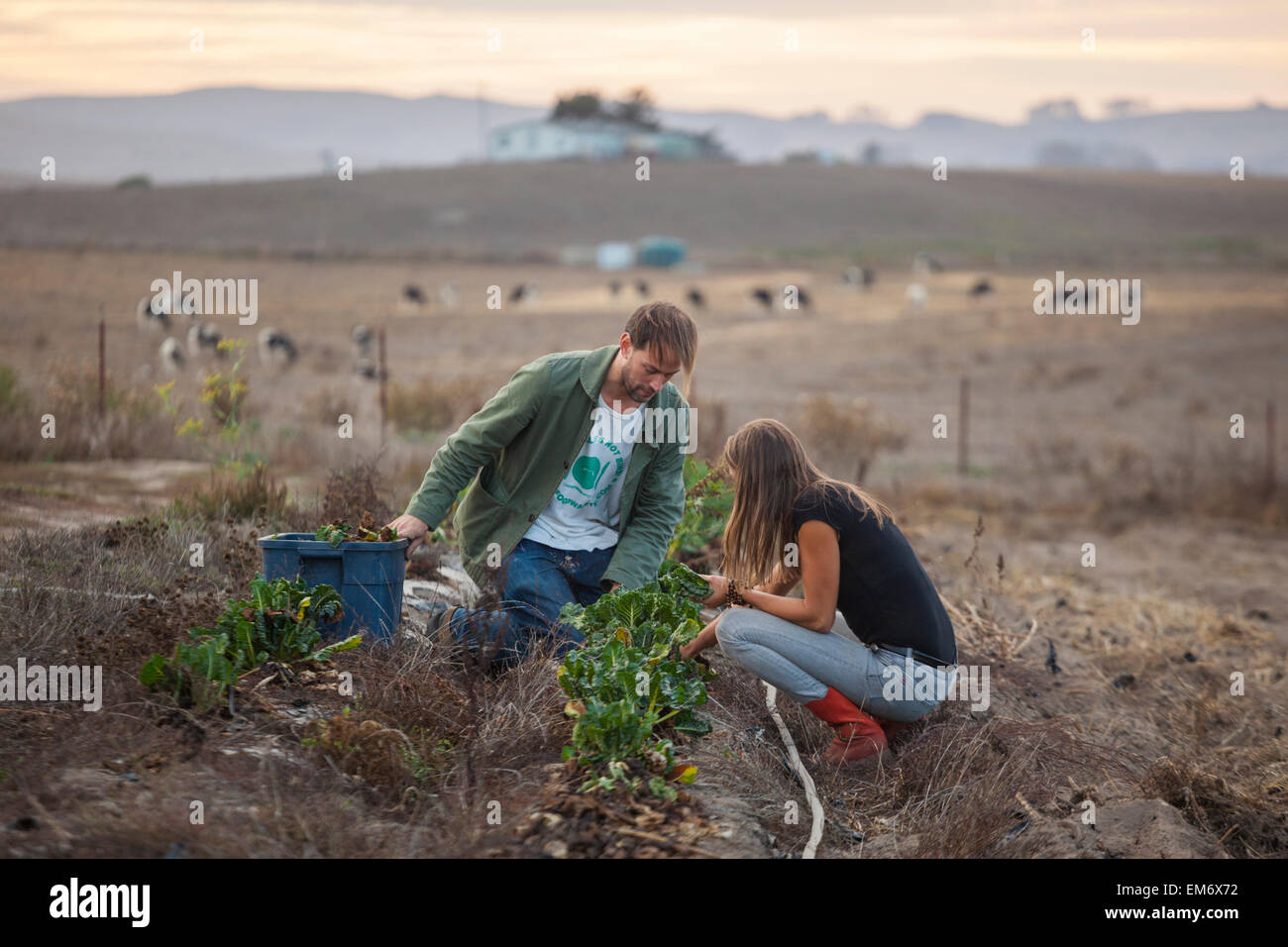 Freiwillige sammeln übrig gebliebenen Mangold für wohltätige Zwecke auf einem Bauernhof in Petaluma, Kalifornien. Stockfoto